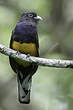 Trogon à queue blanche