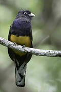 Green-backed Trogon