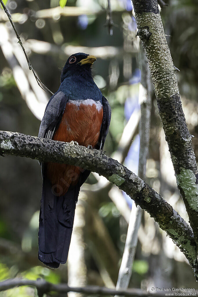 Trogon à queue noire mâle adulte