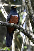 Trogon à queue noire