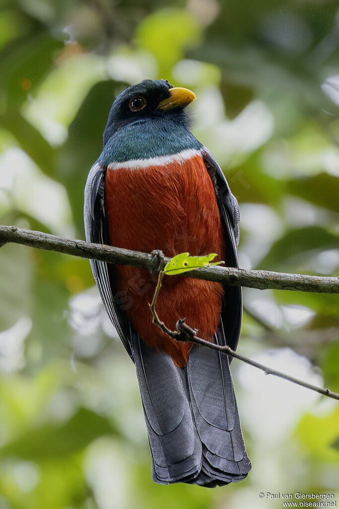 Trogon à queue noire mâle adulte
