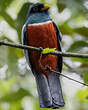 Trogon à queue noire