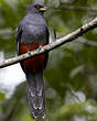 Trogon à queue noire