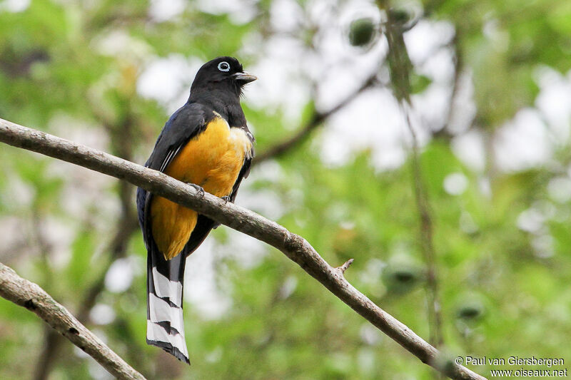 Trogon à tête noire mâle adulte