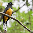 Trogon à tête noire