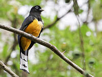 Trogon à tête noire