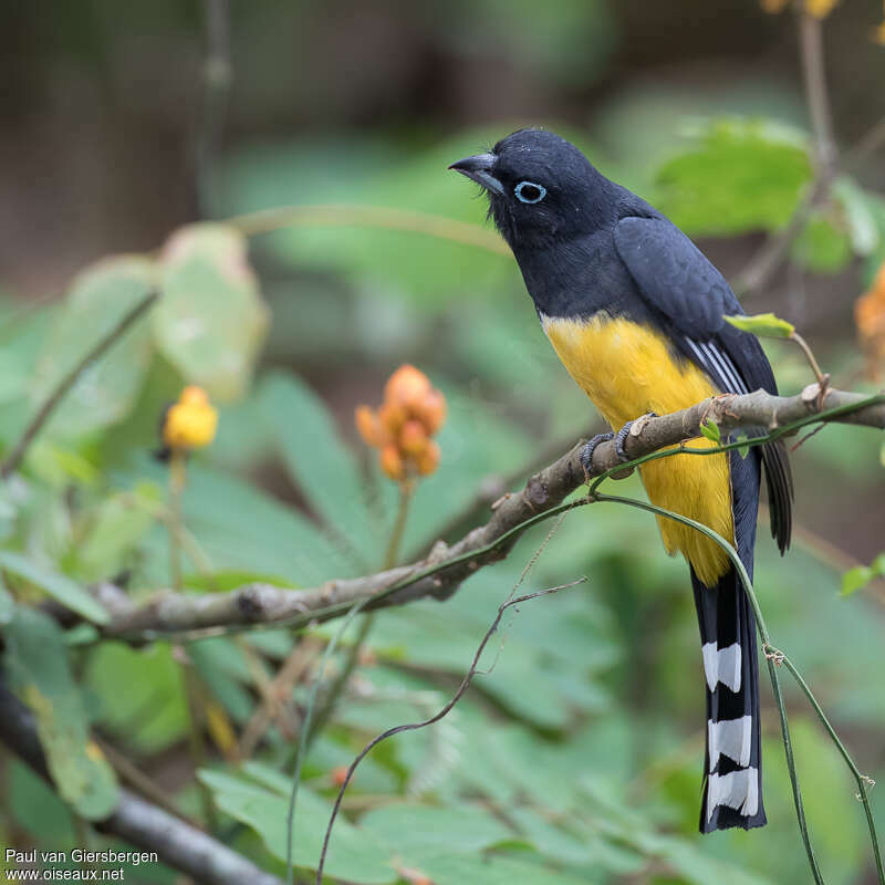 Trogon à tête noire mâle adulte, identification