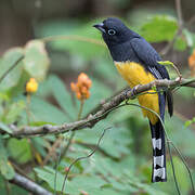 Black-headed Trogon