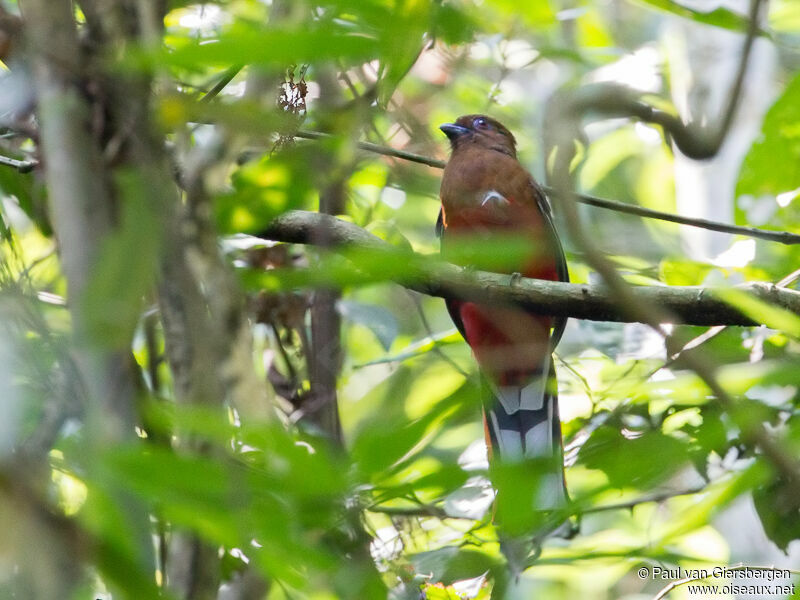 Trogon à tête rouge