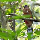 Trogon à tête rouge