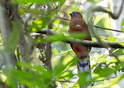 Trogon à tête rouge