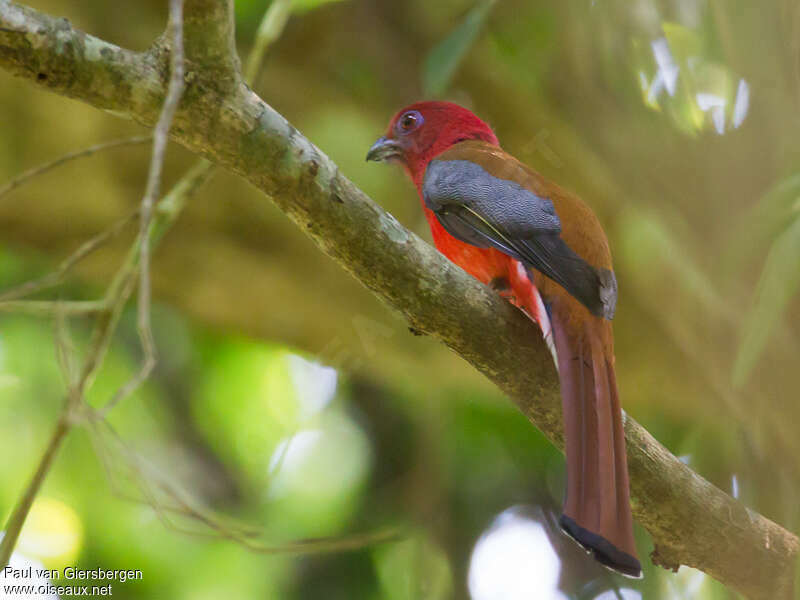 Trogon à tête rouge mâle adulte