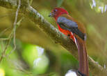 Trogon à tête rouge