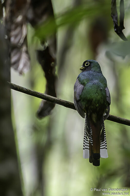 Trogon aurore mâle adulte