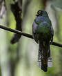 Trogon aurore