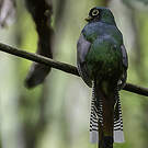Trogon aurore