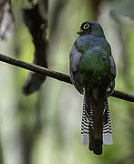 Black-throated Trogon