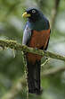 Trogon aux yeux blancs