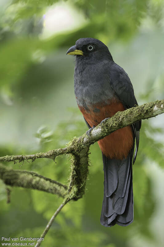 Trogon aux yeux blancs femelle adulte, identification