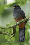 Trogon aux yeux blancs