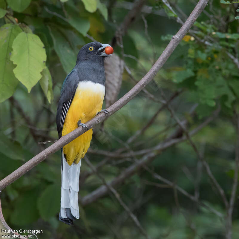 Trogon citrinadulte, identification