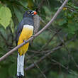 Trogon citrin