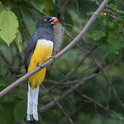 Trogon citrin