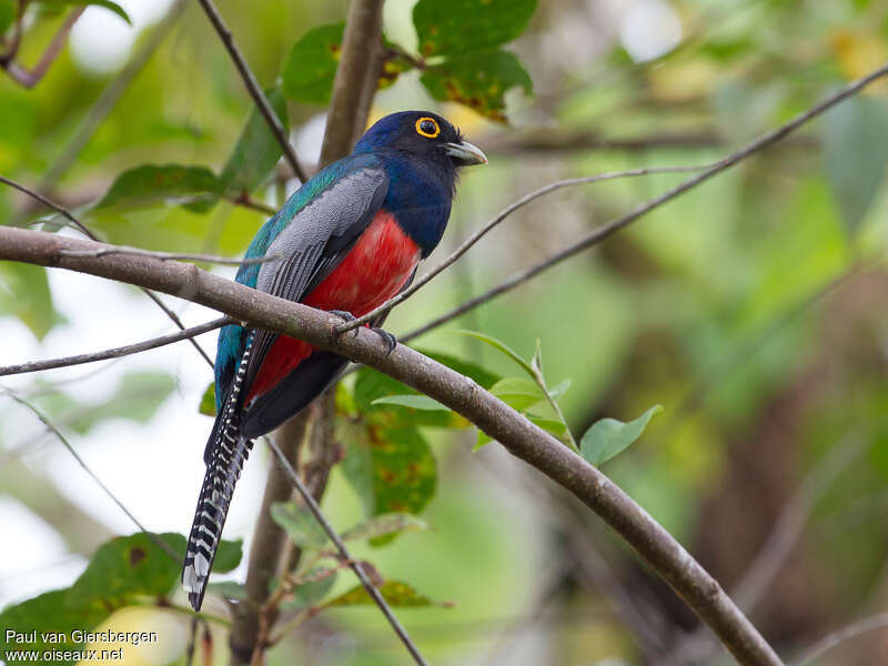 Trogon couroucou mâle adulte, identification