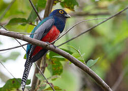 Blue-crowned Trogon