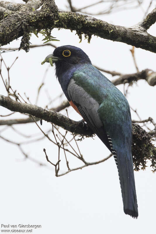 Blue-crowned Trogon male adult, feeding habits