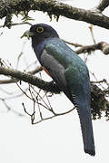 Blue-crowned Trogon