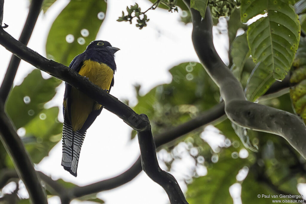 Trogon d'Amazonieadulte