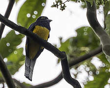 Amazonian Trogon