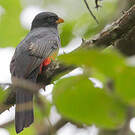 Trogon d'Équateur