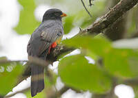 Trogon d'Ãquateur