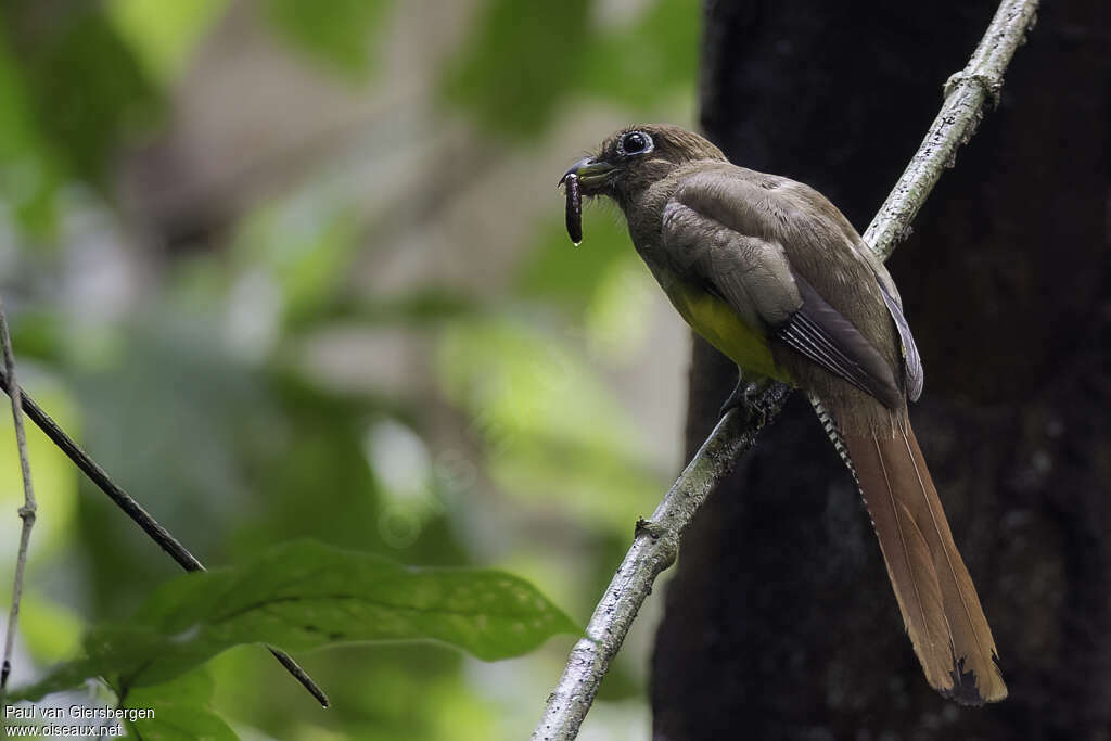 Trogon de Cabanis femelle adulte