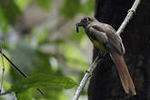 Trogon de Cabanis