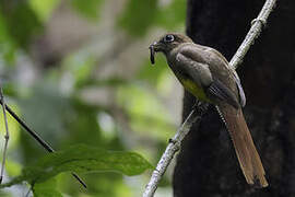 Northern Black-throated Trogon