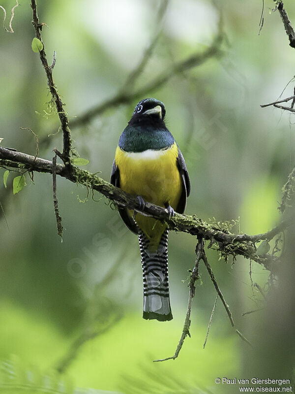 Northern Black-throated Trogon male adult