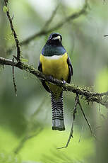 Trogon de Cabanis