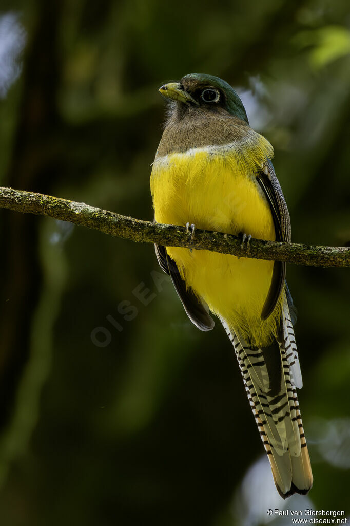 Trogon de Cabanis