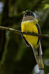 Trogon de Cabanis