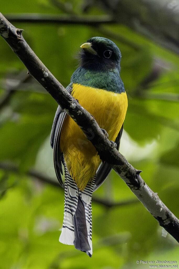 Trogon de Cabanis