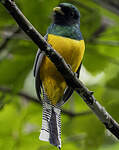 Trogon de Cabanis