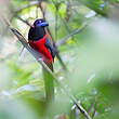 Trogon de Diard