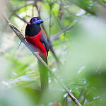 Trogon de Diard