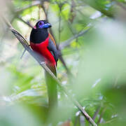 Trogon de Diard