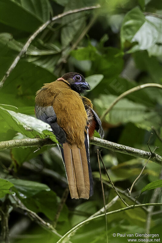 Trogon de Diard femelle adulte