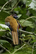 Diard's Trogon