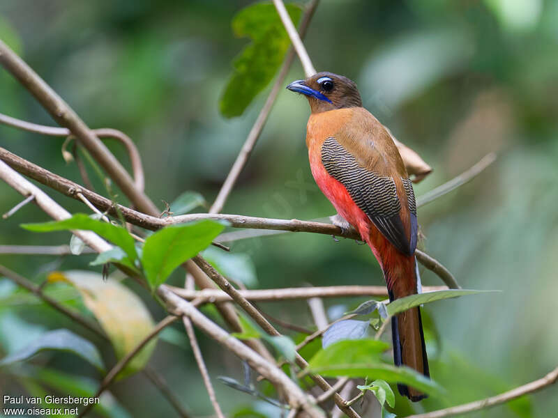 Scarlet-rumped Trogon female adult, identification